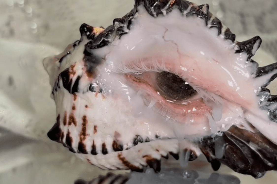 Hand-held conch shell candle holder showing scale, resin eye detail, and striped shell surface