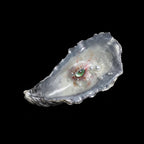 Oyster Shell - Eye of the Tide Handmade Artwork - Awhisker