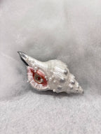 The Conch Eye — Flight-Form Shell Ocular Relic - Awhisker
