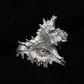 The Conch Eye — Moonwhite Silver Shell Ocular Relic - Awhisker