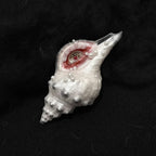 The Conch Eye — Flight-Form Shell Ocular Relic - Awhisker