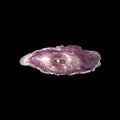 The Oyster Eye — Violet Dream Shell Ocular Relic - Awhisker