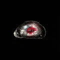 The Oyster Eye — Crimson Gaze Shell Relic, Scarlet Night - Awhisker