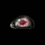 The Oyster Eye — Crimson Gaze Shell Relic, Scarlet Night - Awhisker