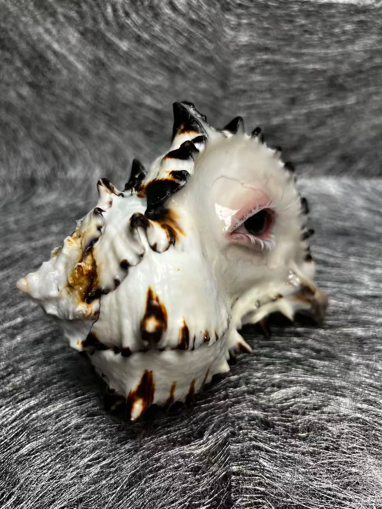 The Weeping Conch – Handmade Dark Art Candle Holder - Awhisker